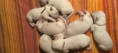 /album/fotogalerie-woche-1-8/9b261665-5fa1-42dd-8eb3-d28a72551066-1-jpg/